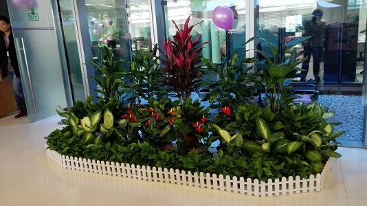 湖州植物租赁
